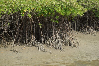 Agrandir l'image 6 sur 14, fenêtre modale