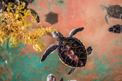 Lire la vidéo 1 sur 1, fenêtre modale