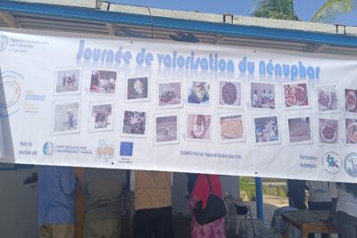 Agrandir l'image 1 sur 1, fenêtre modale